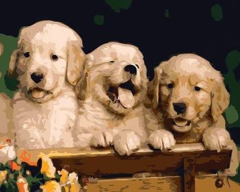Angel Puppies