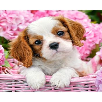 Spaniel Puppy