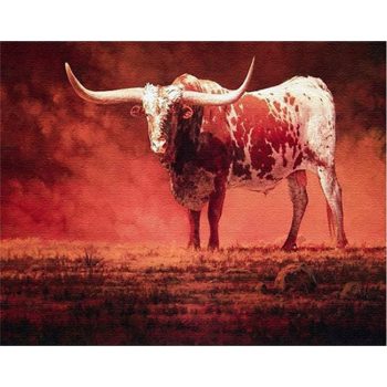 Nguni Bull