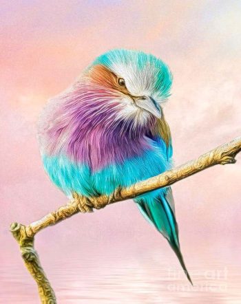 Roller