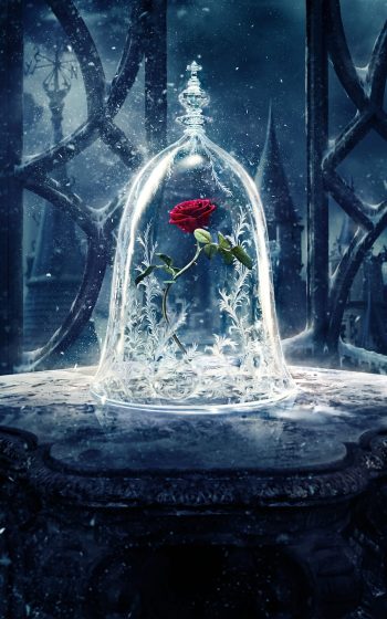 Enchanted Rose