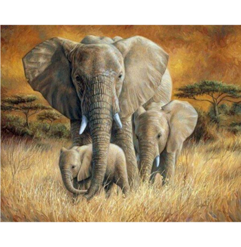 Elephant Family
