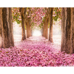 Blossom Lane