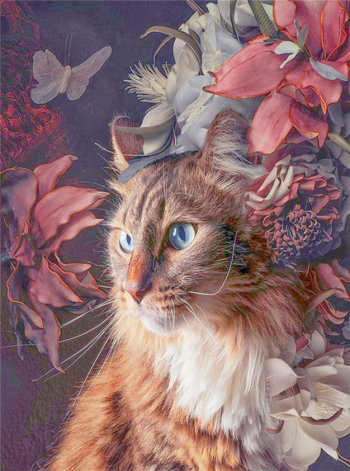 Siberian Cat 2