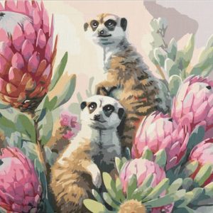 Meerkats