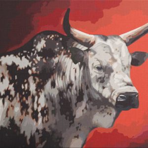 Nguni Bull 2