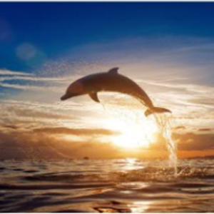Dolphin Rainbow